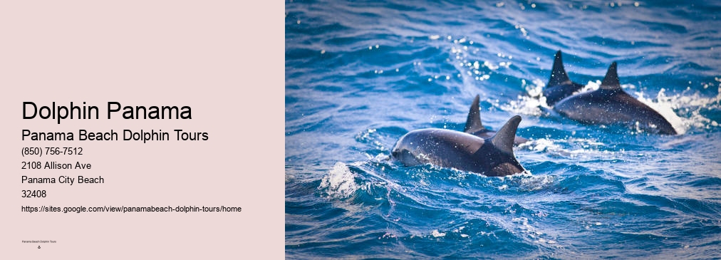 Dolphin Panama