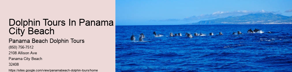 Swimming With Dolphins Panama Beach