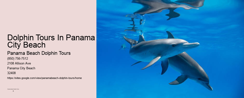Panama Beach Dolphin Tours Dolphin Watch