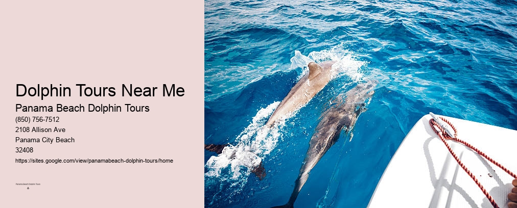 Dolphin Tours Panama City Beach Fl