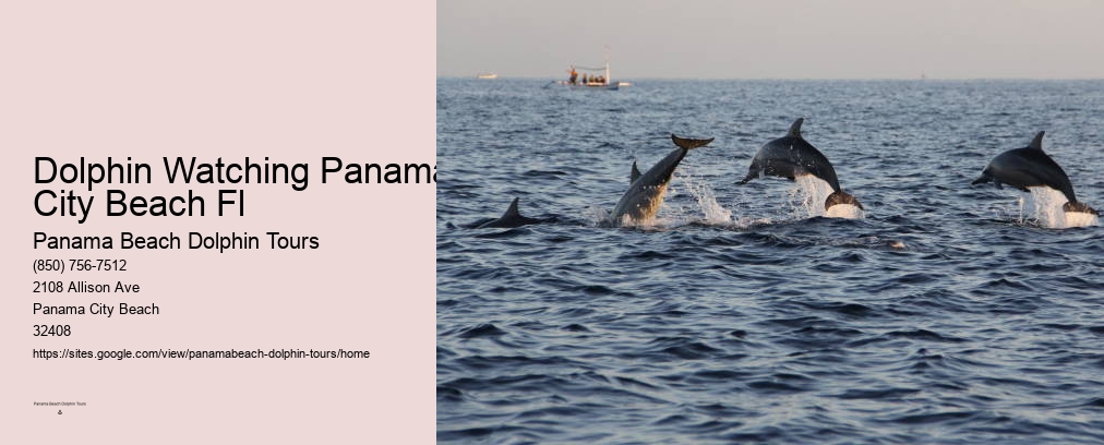 Panama Beach Dolphin Tours Dolphin Watch