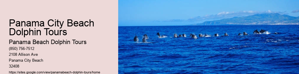 Dolphin Tours Near Me