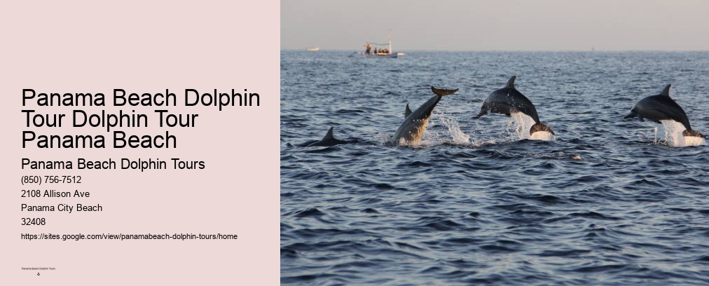 Panama Beach Dolphin Tour Dolphin Tour Panama Beach