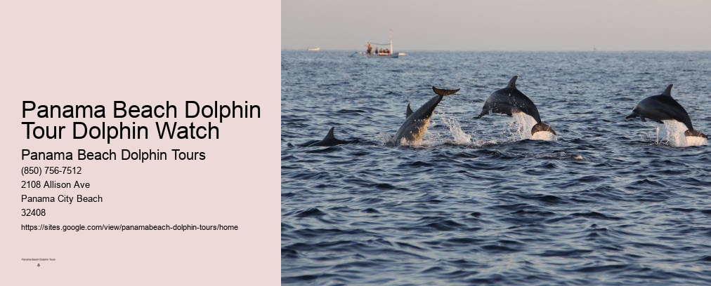 Panama Beach Dolphin Tour Dolphin Watch