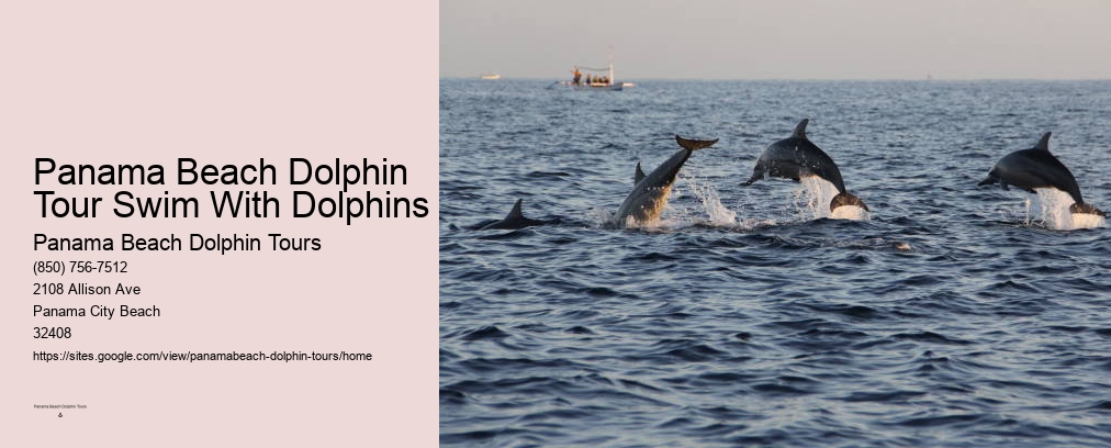 Panama Beach Dolphin Tour Swim With Dolphins