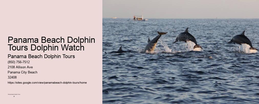 Panama Beach Dolphin Tours Dolphin Watch