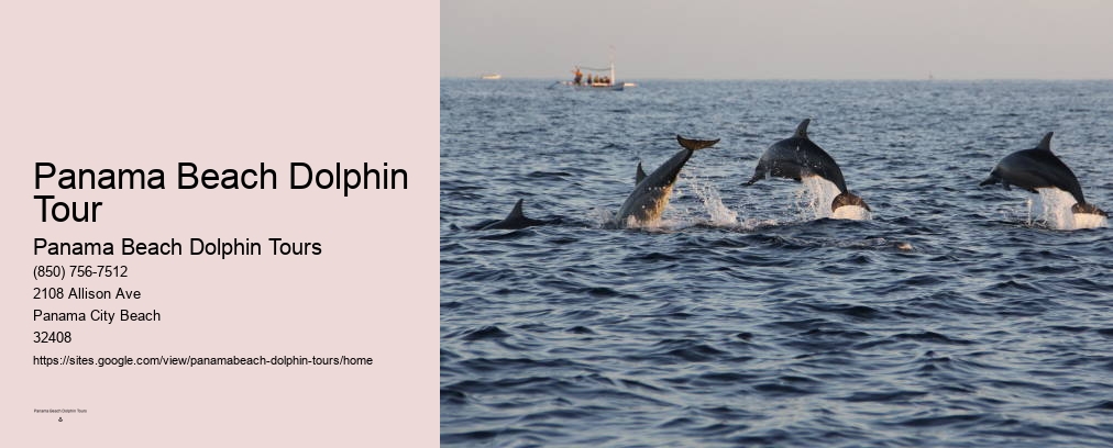 Shell Island Dolphin Tours