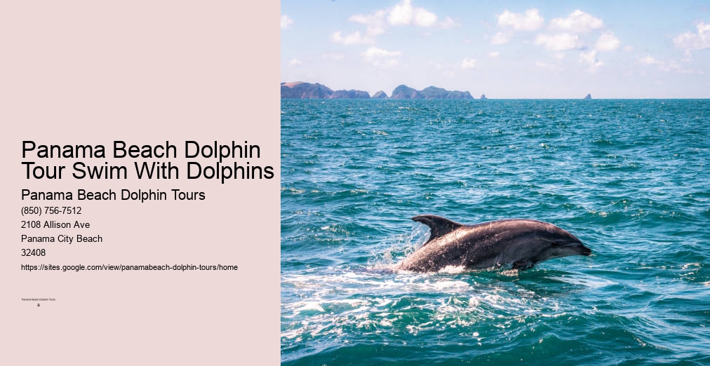 Swimming With Dolphins Panama Beach