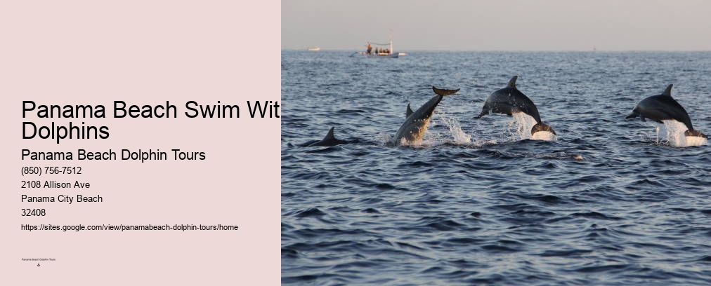 Panama Beach Swim With Dolphins