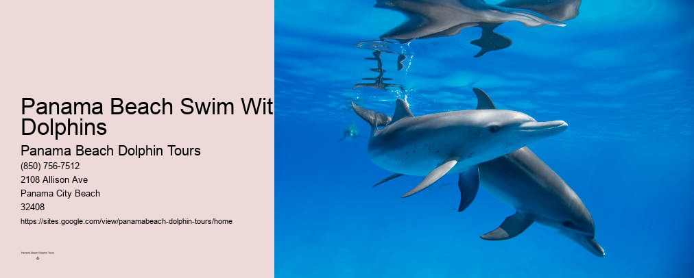 Shell Island Dolphin Tours