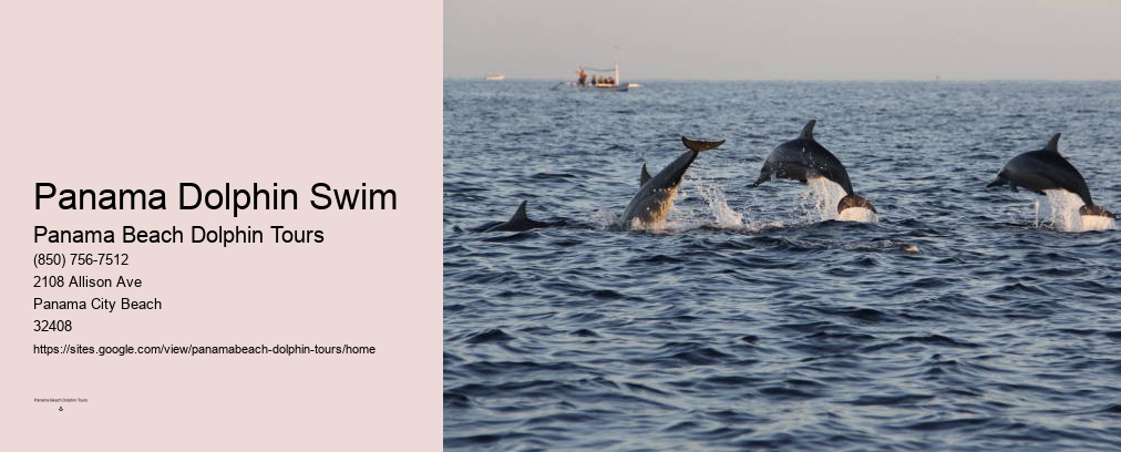 Dolphin Cruises In Panama City