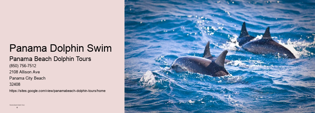 Panama Dolphin Swim