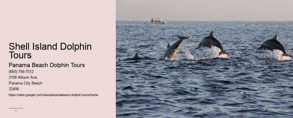 Dolphin Tours Panama City
