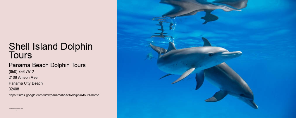 Dolphin Cruises In Panama City