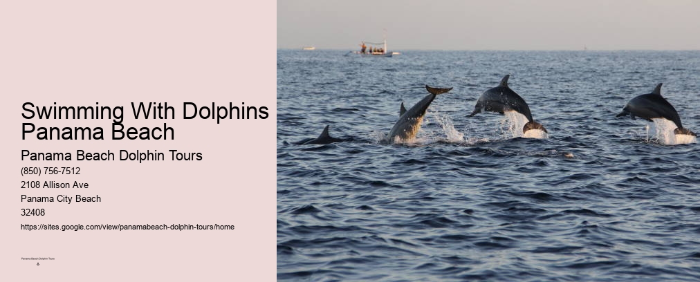 Swimming With Dolphins Panama Beach
