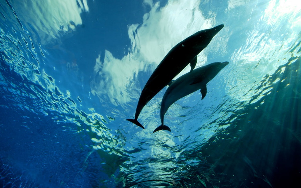 Dolphin Cruise Panama