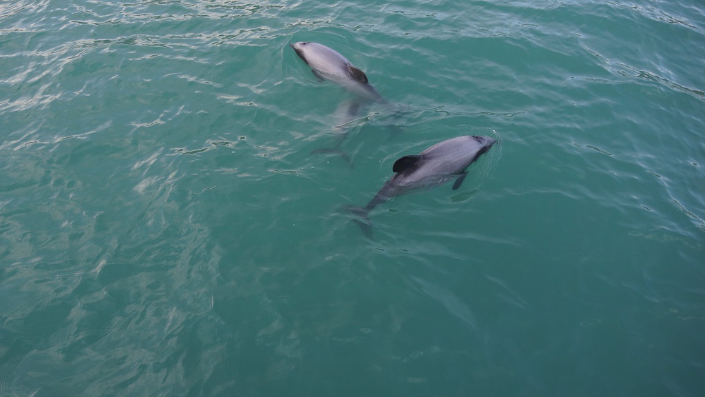 Panama City Dolphin Tour