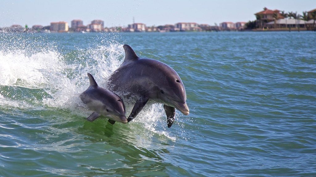 Panama City Beach Dolphin Tours Adventures And Snorkel