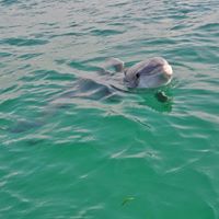 Where do you see the most dolphins in Florida
