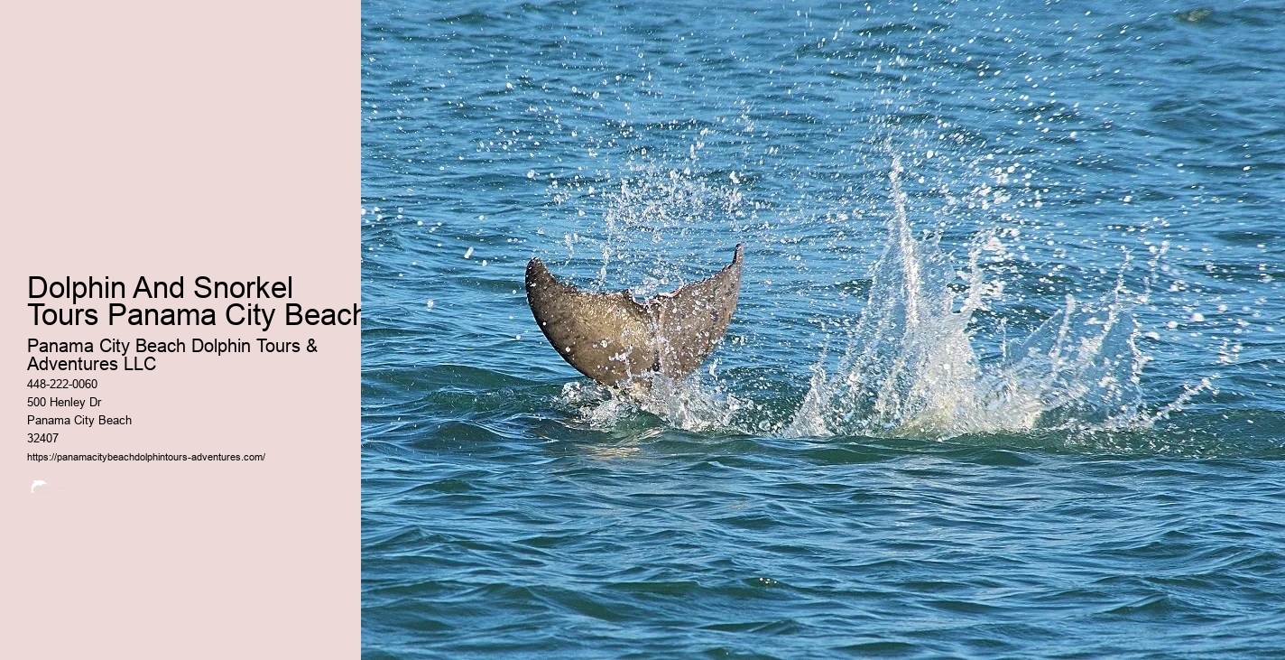 Dolphin And Snorkel Tours Panama City Beach