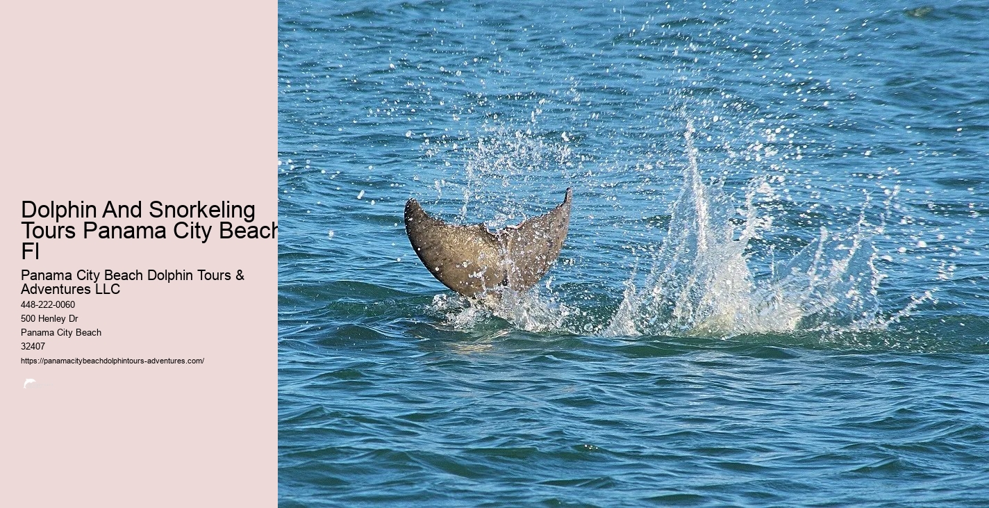 Dolphin And Snorkeling Tours Panama City Beach Fl