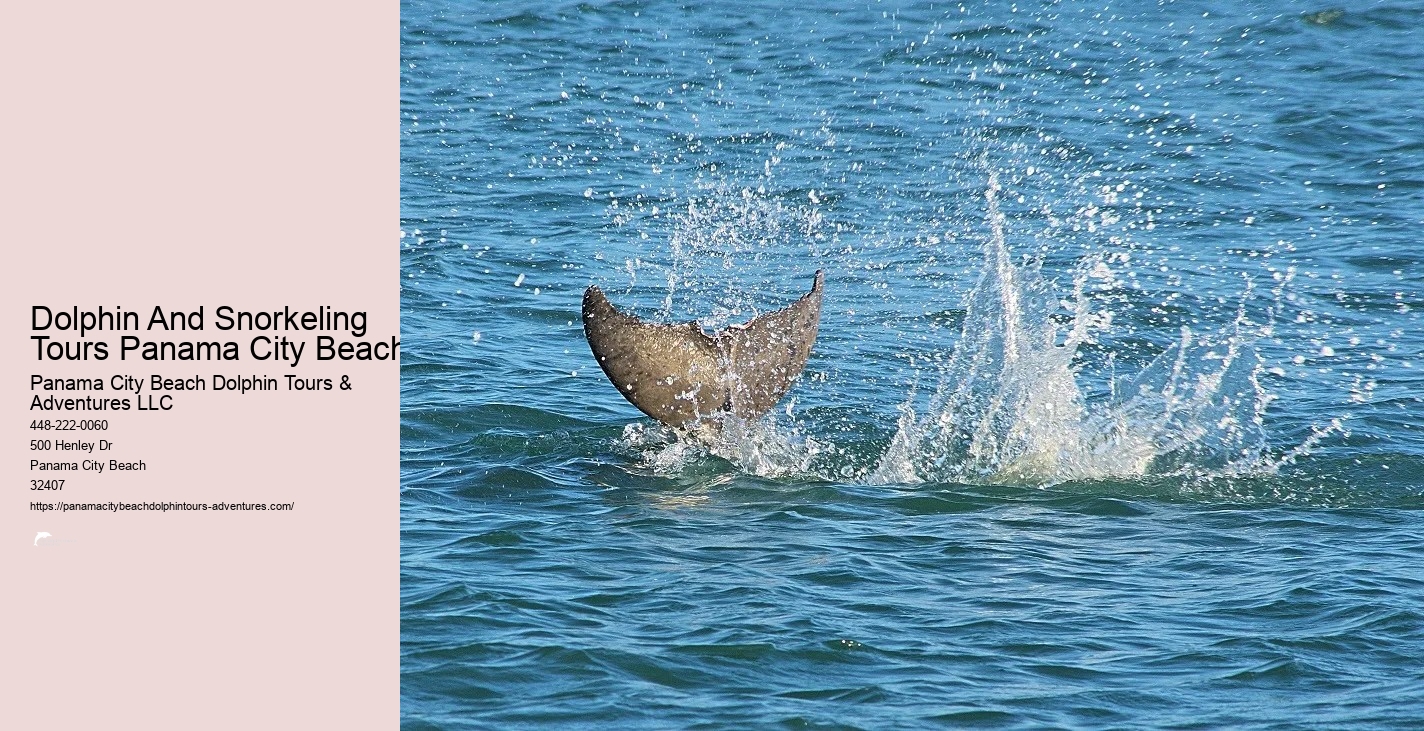 Panama City Beach Dolphin Tour With Snorkeling
