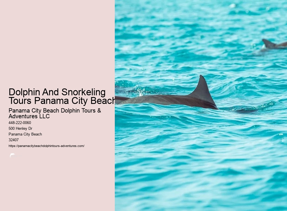 Dolphin And Snorkeling Tours Panama City Beach