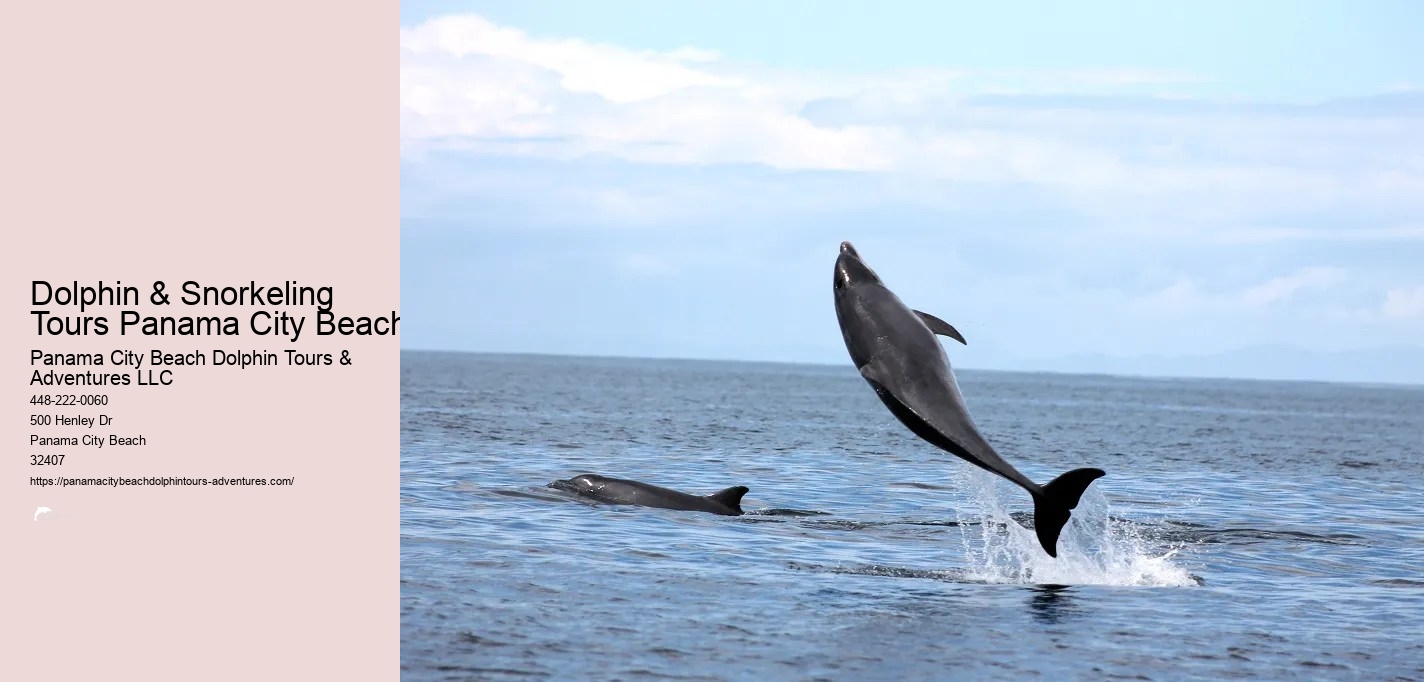 Dolphin Snorkeling Panama City Beach