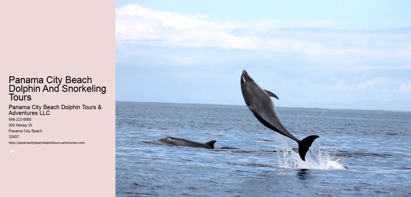 Panama City Beach Shell Island Dolphin And Snorkel Cruise