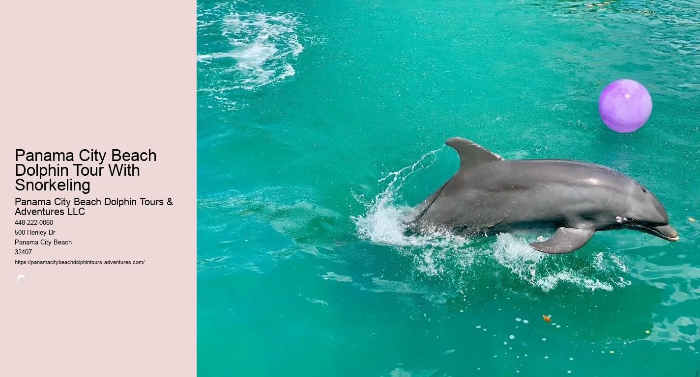 Dolphin Snorkeling Panama City Beach