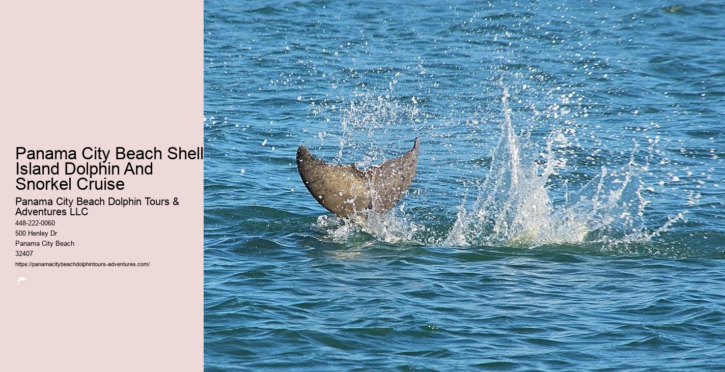 Panama City Beach Shell Island Dolphin And Snorkel Cruise