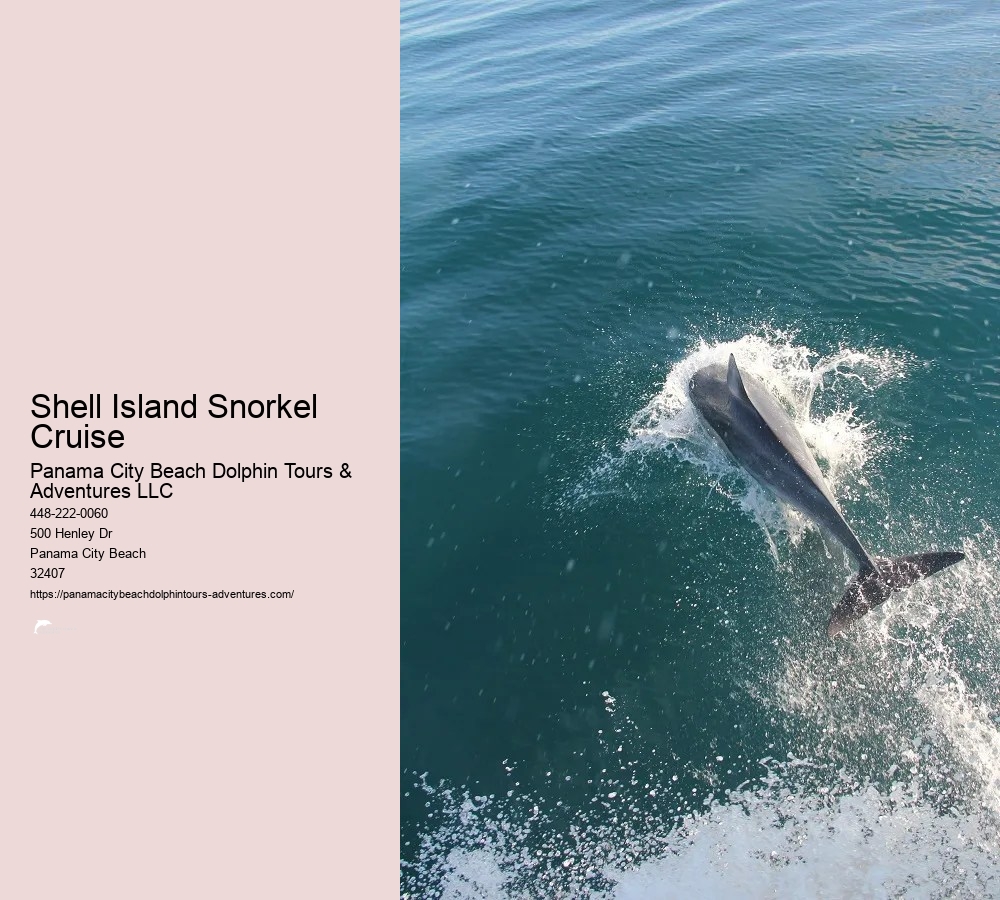 Panama City Beach Shell Island Dolphin And Snorkel Cruise