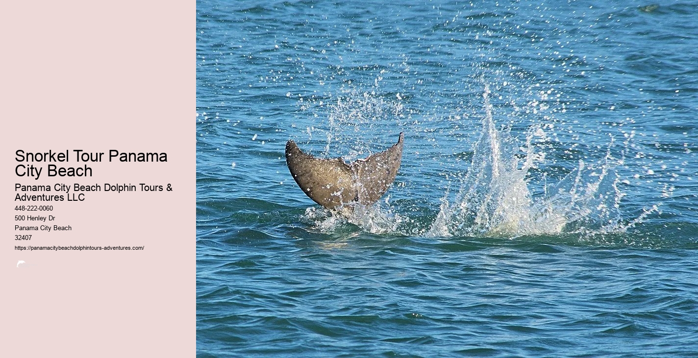 Shell Island Snorkeling
