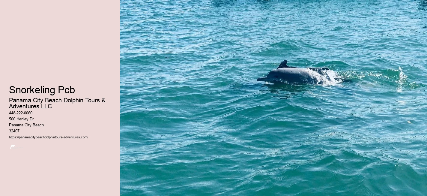 Dolphin And Snorkeling Tours Panama City Beach