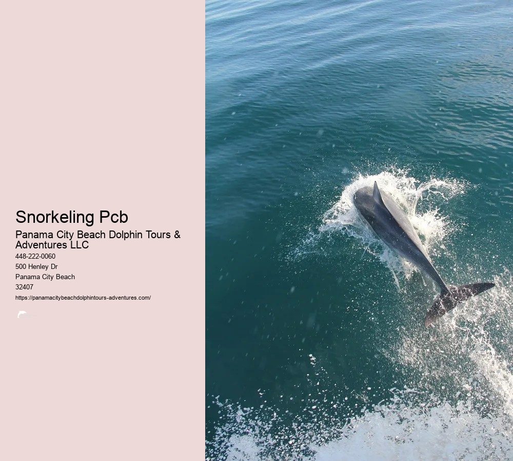 Dolphin & Snorkeling Tours Panama City Beach