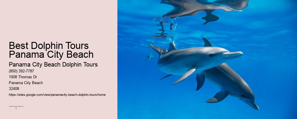 Panama City Beach Florida Dolphin Tours