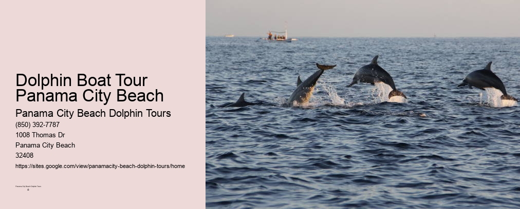 Dolphin Watching Panama City Beach Fl