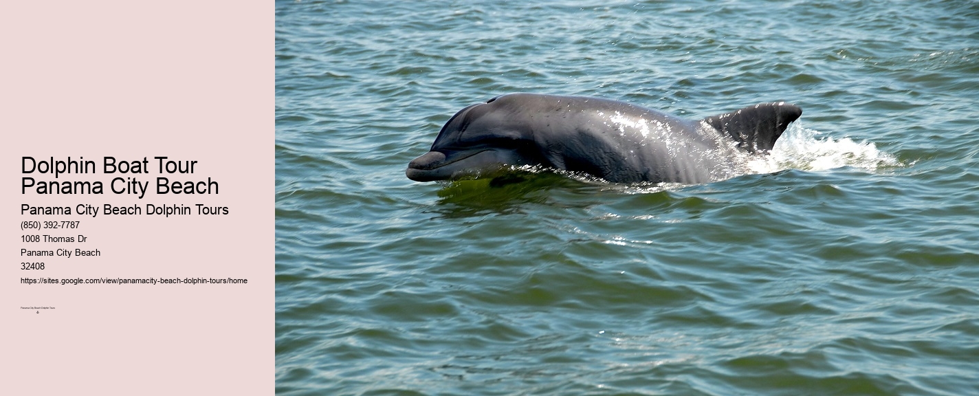 Dolphin Tours Panama City Beach Fl