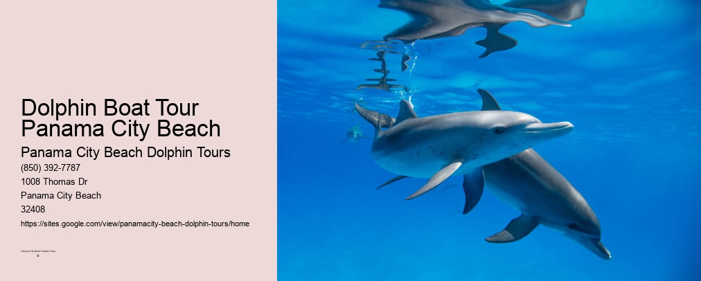 Panama City Beach Shell Island Dolphin And Snorkel Cruise