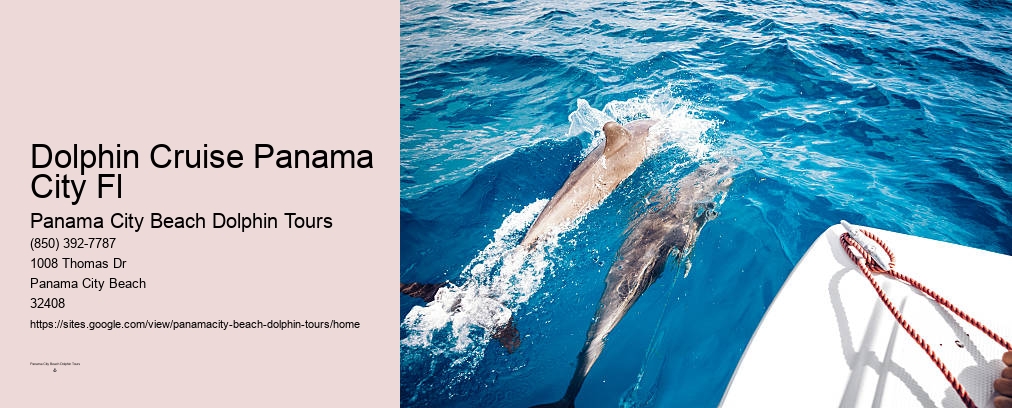 Swim With Dolphins Panama City Beach Shell Island