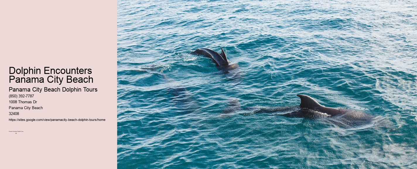 Shell Island Dolphin Tours Panama City Beach