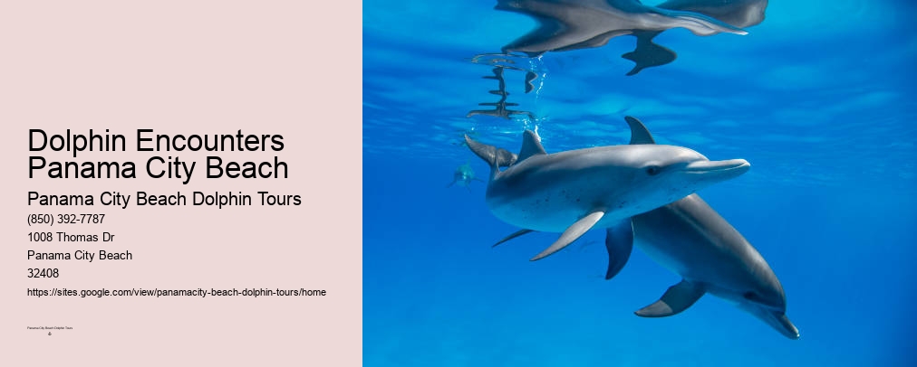 Shell Island Panama City Fl