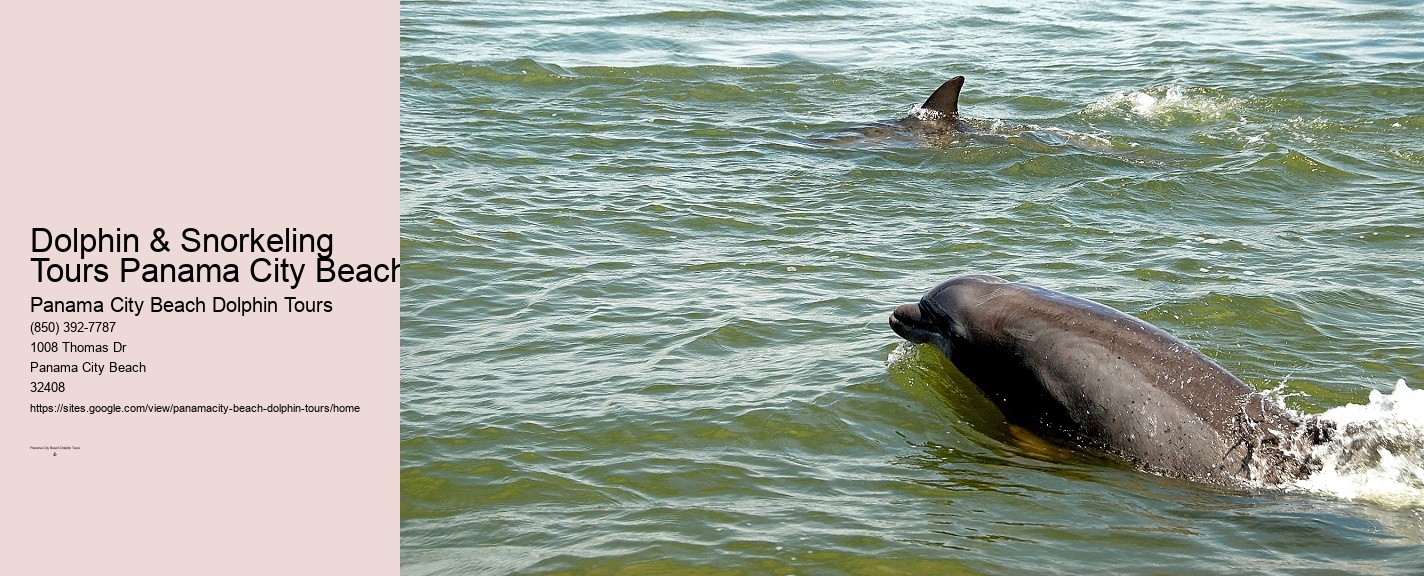 Dolphin & Snorkeling Tours Panama City Beach