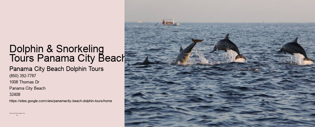 Shell Island Dolphin Swim