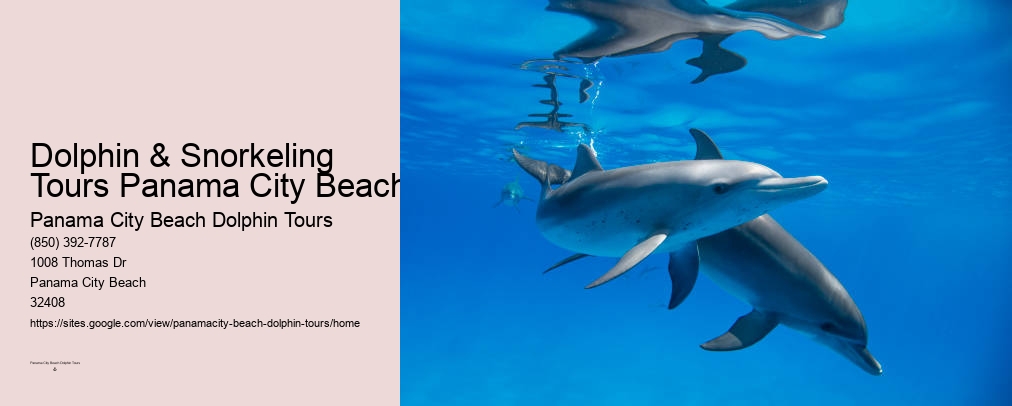 Panama City Beach Dolphin Tour With Snorkeling