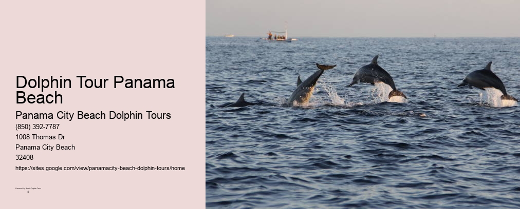 Pcb Dolphin Tours