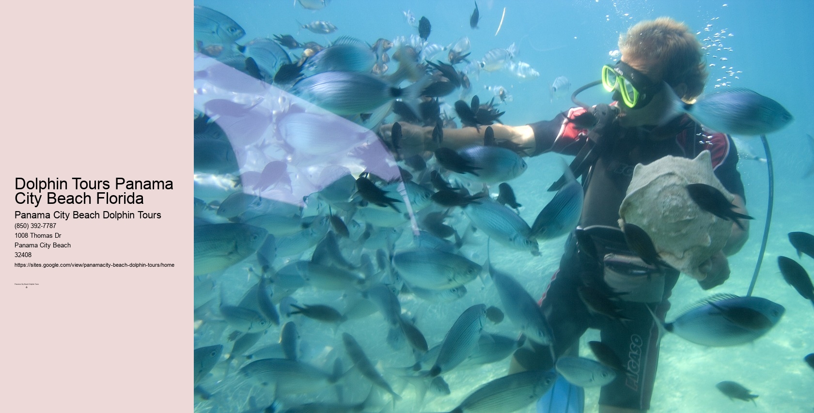 Dolphin Tour Panama City