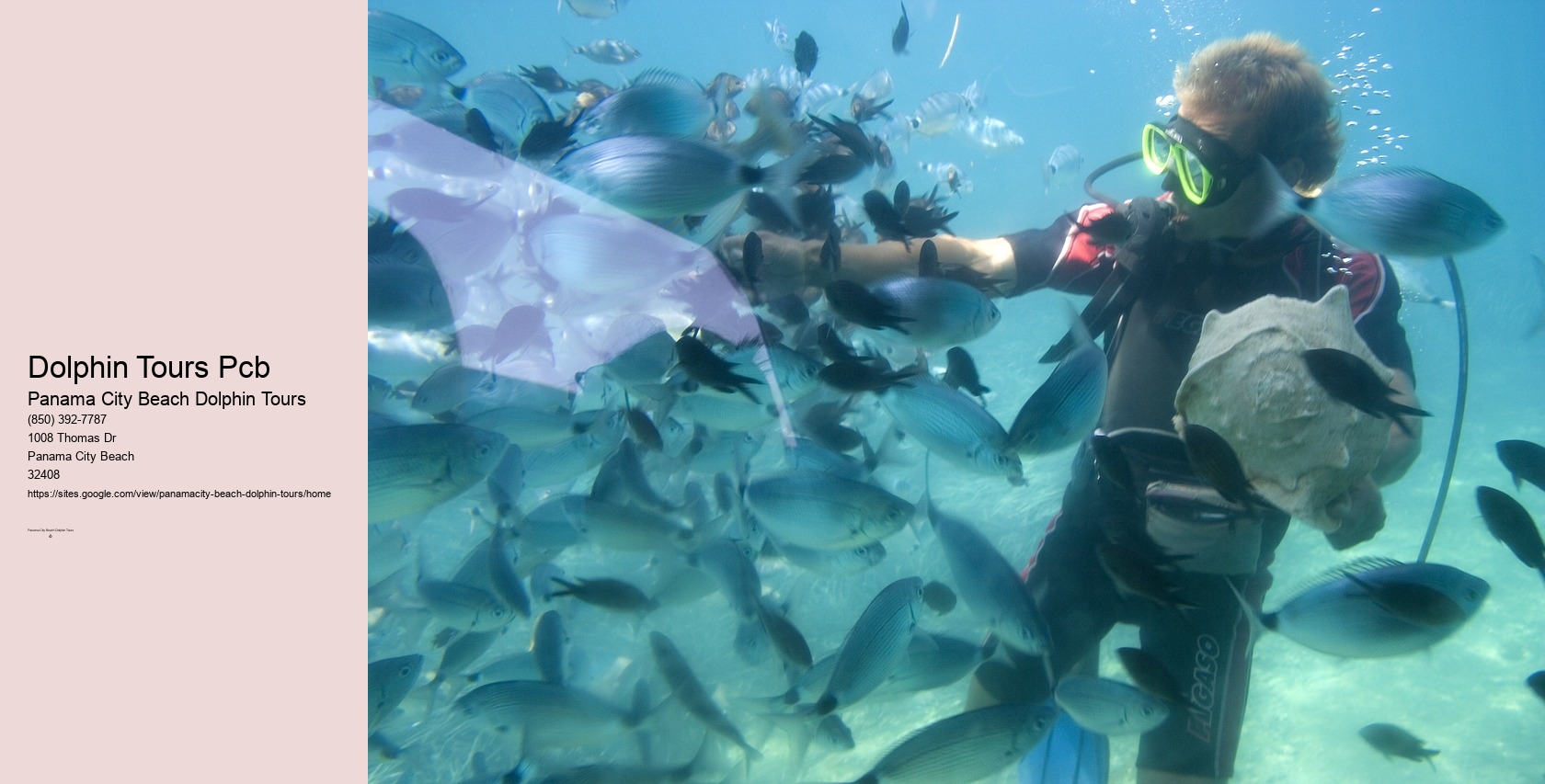 Dolphin Tours Panama City Beach