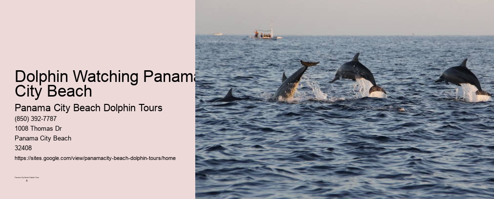 Dolphin And Snorkeling Tours Panama City Beach