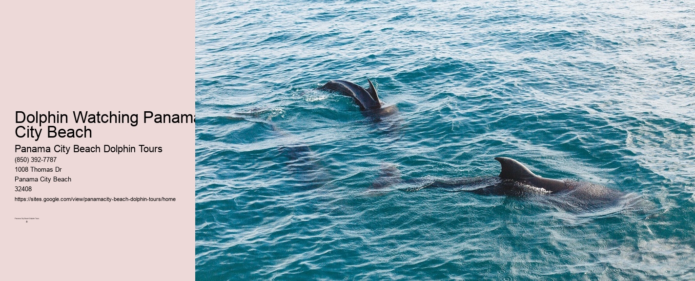 Dolphins Panama City Beach